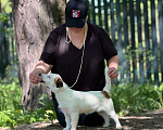 Собаки в Голицыно: Невероятная Девочка, 50 000 руб. - фото 2