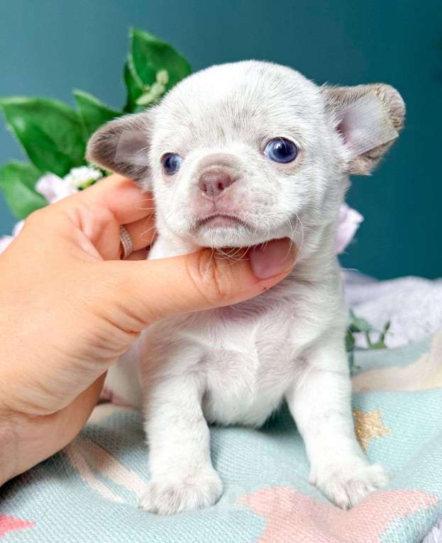 Собаки в Москве: Очень красивая девочка Веснушечка ???? Девочка, 65 000 руб. - фото 4