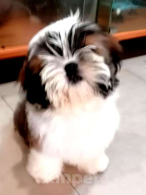 Собаки в Саратове: Ши тцу щенок  Мальчик, 40 000 руб. - фото 3