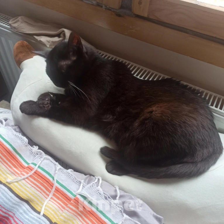 Кошки в Санкт-Петербурге: Потерялась кошка!! Девочка, 2 000 руб. - фото 5