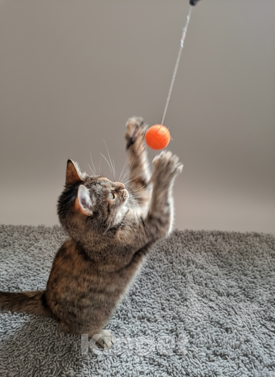 Кошки в Санкт-Петербурге: Кошечка окраса Таби с белой кисточкой Девочка, Бесплатно - фото 4