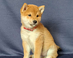 Собаки в Москве: Сиба ину.Мальчик 2 мес. Мальчик, 50 000 руб. - фото 3