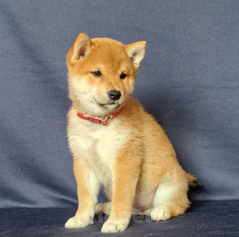 Собаки в Москве: Сиба ину.Мальчик 2 мес. Мальчик, 50 000 руб. - фото 3