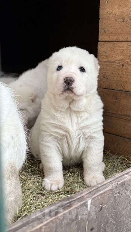 Собаки в Красноярске: Мальчик  Мальчик, 50 000 руб. - фото 1