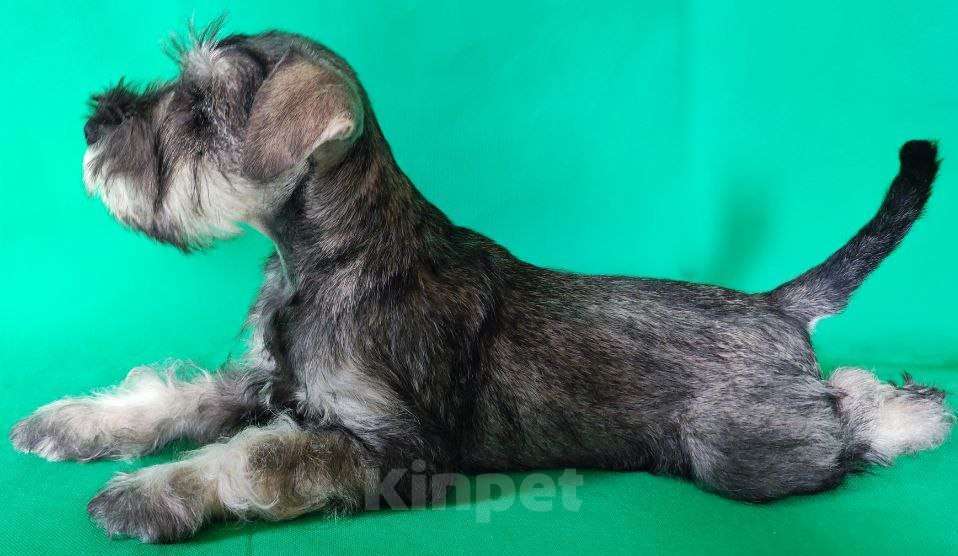 Собаки в Ангарске: Щенок цвергшнауцера Девочка, 35 000 руб. - фото 1