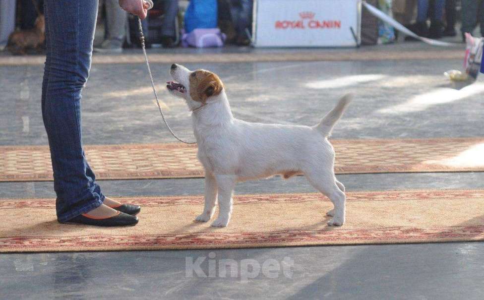 Собаки в Нижнем Тагиле: Кобель для вязки Мальчик, Бесплатно - фото 1