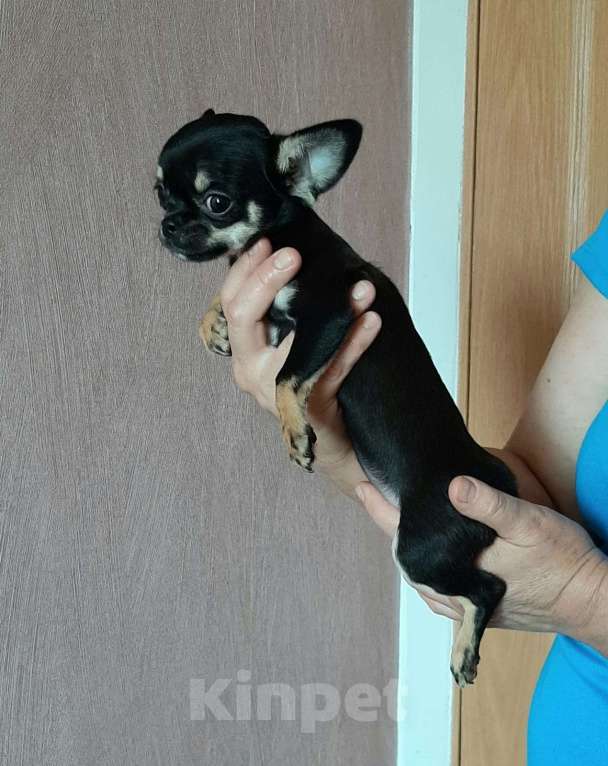 Собаки в Тольятти: щенок чихуахуа Девочка, 40 000 руб. - фото 1