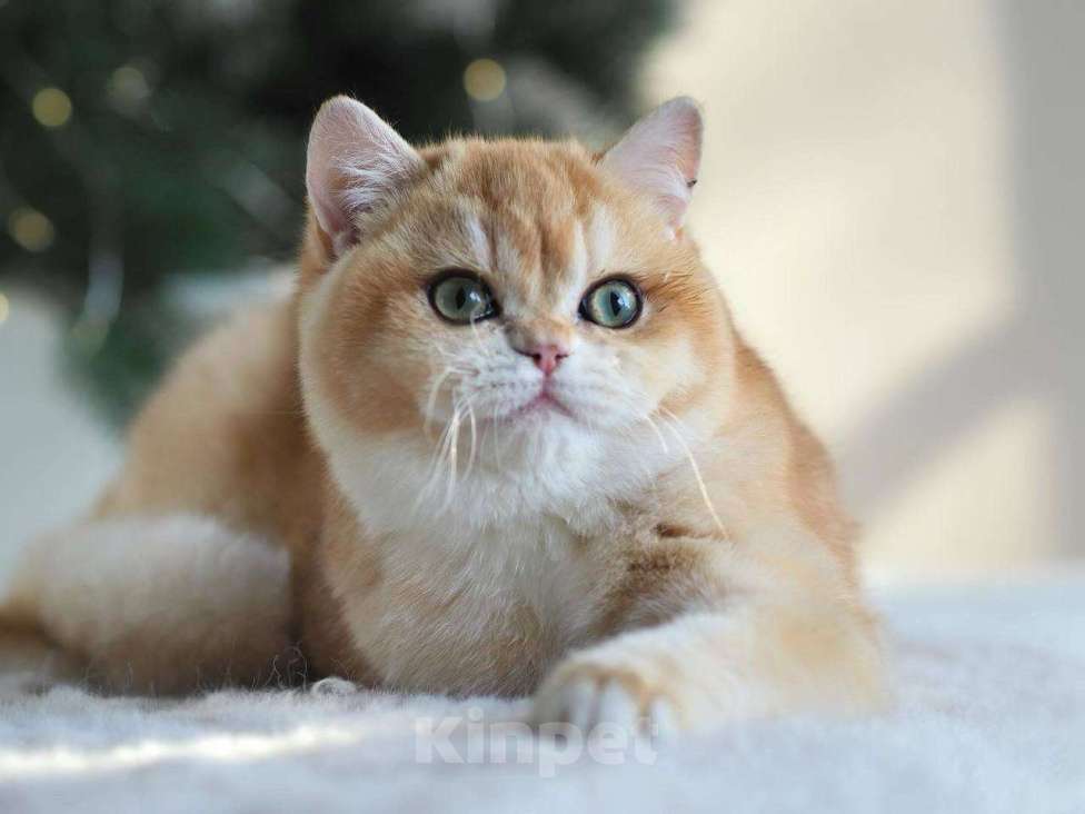 Кошки в Москве: Красивая британская кошечка Девочка, 25 000 руб. - фото 9