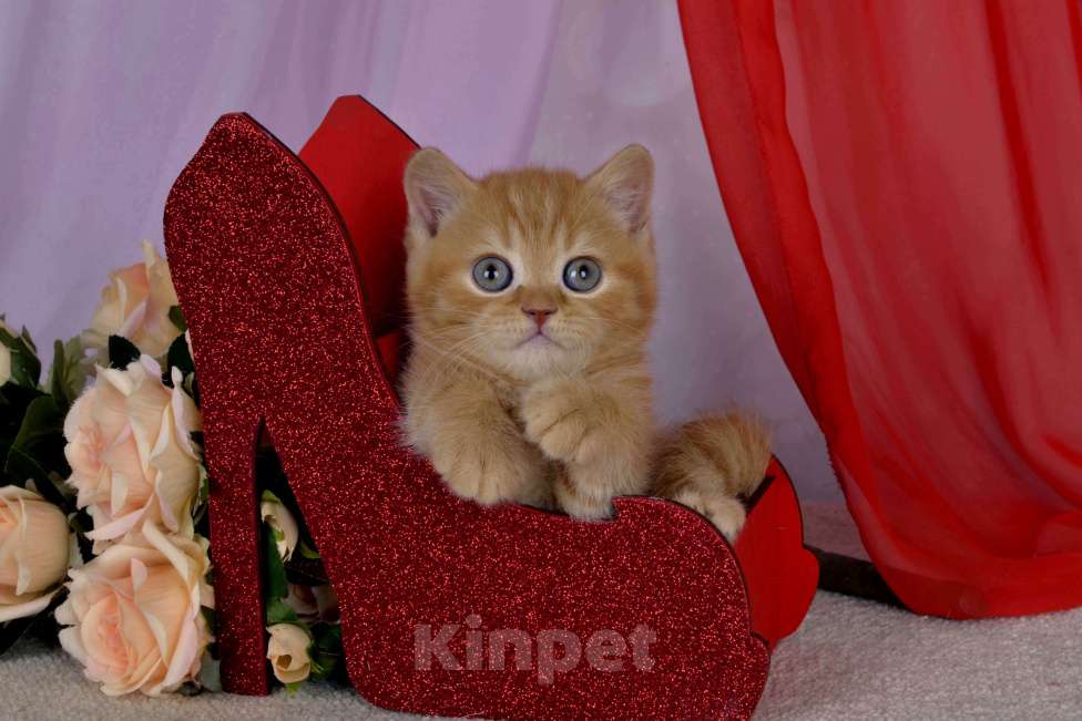 Кошки в Санкт-Петербурге: Британский котик солнечного окраса Мальчик, 45 000 руб. - фото 8