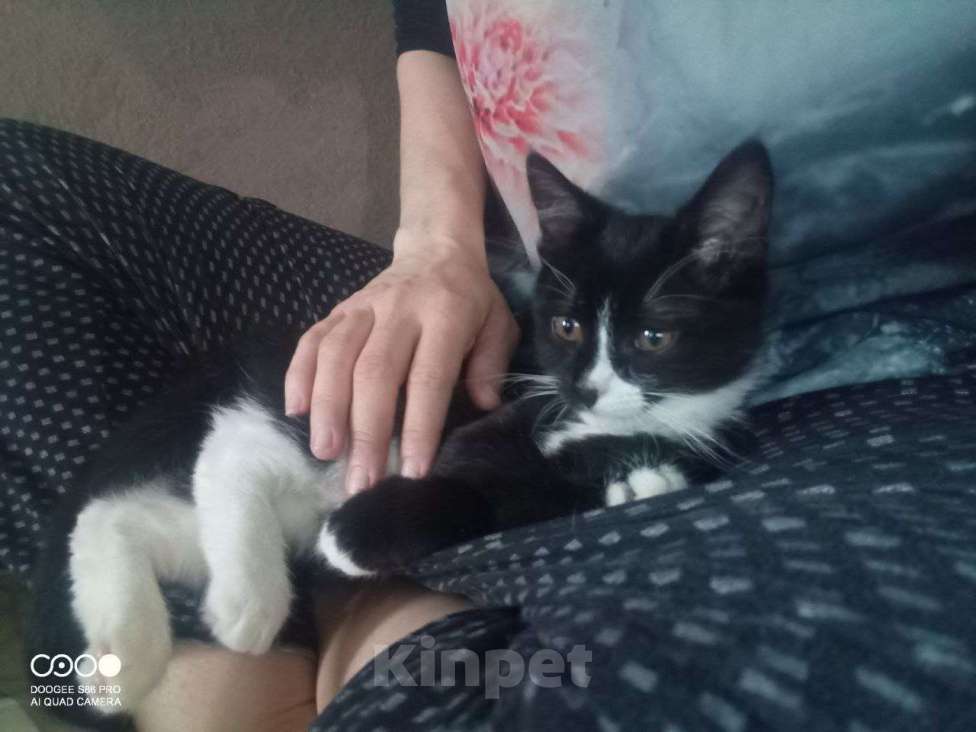 Кошки в Туле: Отдам новогоднее чудо в добрые руки Мальчик, Бесплатно - фото 4