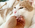 Кошки в Москве: Оскар - рыжий обнимательный котик в добрые руки Мальчик, Бесплатно - фото 9