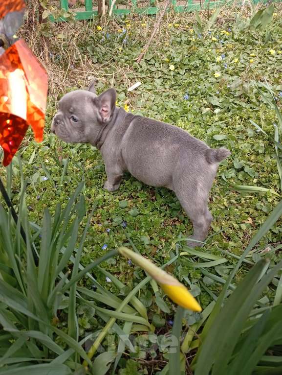 Собаки в Москве: Щенок Французский бульдог Продажа, бронь Разнополые, 55 000 руб. - фото 10