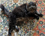 Кошки в Новокузнецке: Тима ищет хозяина  Мальчик, Бесплатно - фото 1