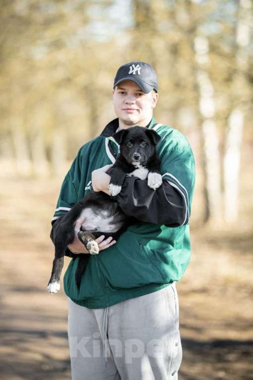 Собаки в Москве: Марко ищет дом  Мальчик, Бесплатно - фото 6