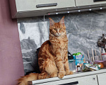 Кошки в Егорьевске: Мей-кун полилакт Девочка, 35 000 руб. - фото 3