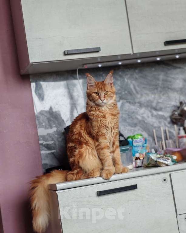 Кошки в Егорьевске: Мей-кун полилакт Девочка, 35 000 руб. - фото 3