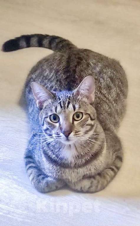 Кошки в Санкт-Петербурге: Кот Борис очень ждет …  Мальчик, Бесплатно - фото 4