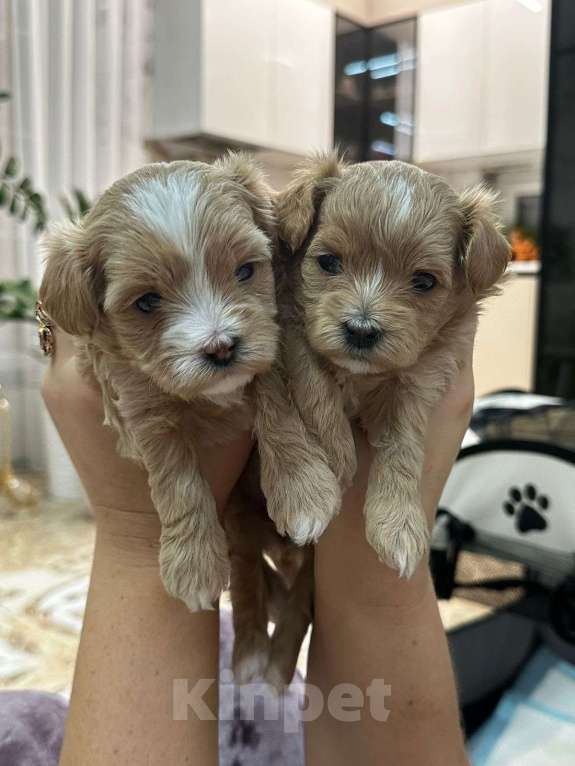 Собаки в других городах Ростовской области: Мальтипу мини Девочка, 150 000 руб. - фото 6