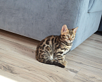 Кошки в Москве: Бенгальская девочка с родословной (в наличии) Девочка, 50 000 руб. - фото 1