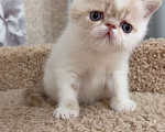 Кошки в Москве: котенок экзот Мальчик, 60 000 руб. - фото 3