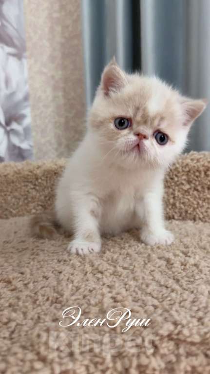 Кошки в Москве: котенок экзот Мальчик, 60 000 руб. - фото 3