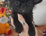 Собаки в Москве: Мальчик чихуахуа чёрного окраса Мальчик, 20 000 руб. - фото 2