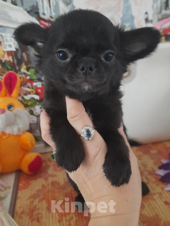 Собаки в Москве: Мальчик чихуахуа чёрного окраса Мальчик, 20 000 руб. - фото 2