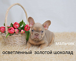 Собаки в Москве: Щенки французского бульдога питомник Мальчик, 40 000 руб. - фото 1
