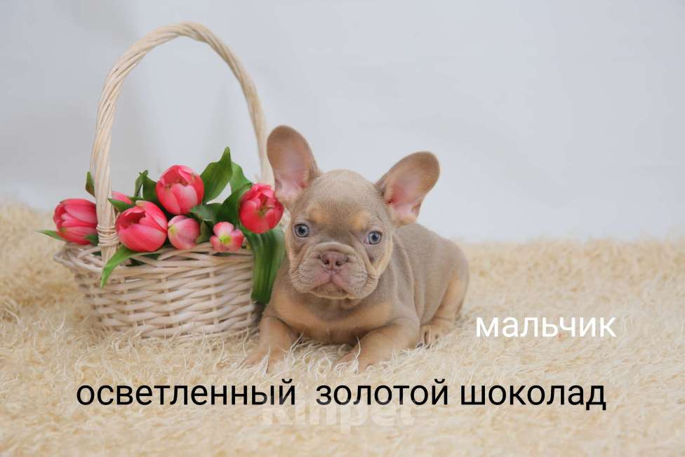 Собаки в Москве: Щенки французского бульдога питомник Мальчик, 40 000 руб. - фото 1