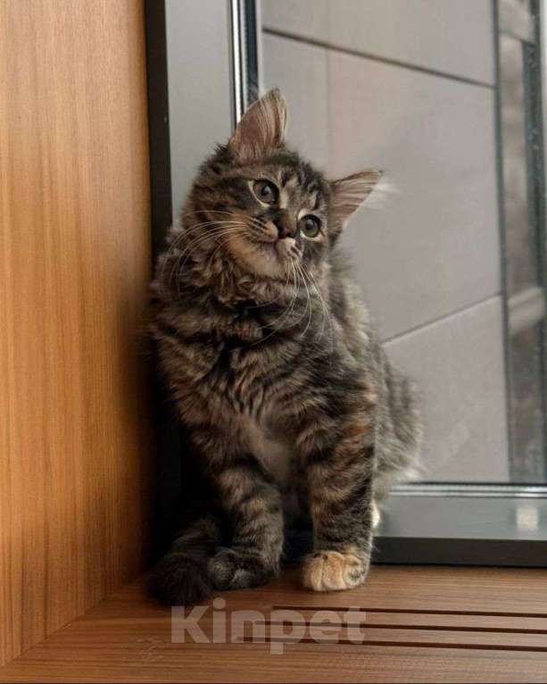 Кошки в Москве: Спасённая от смерти малышка ищет дом Девочка, Бесплатно - фото 2