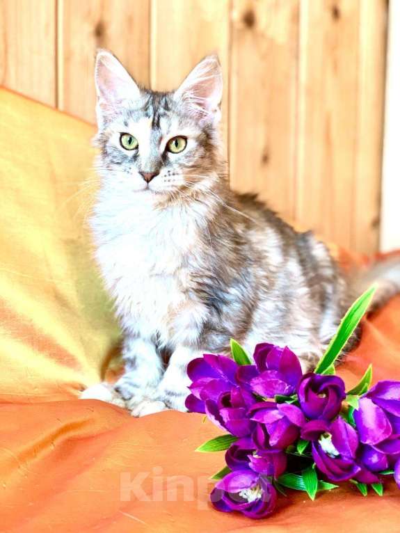 Кошки в Челябинске: 🔥🔥🔥 КОТЕНОК МЕЙН-КУН ПОЛИДАКТ ДЕВОЧКА Девочка, Бесплатно - фото 3