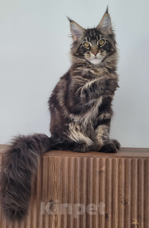 Кошки в Москве: Котенок мейн-кун чёрный мрамор Мальчик, 65 000 руб. - фото 3