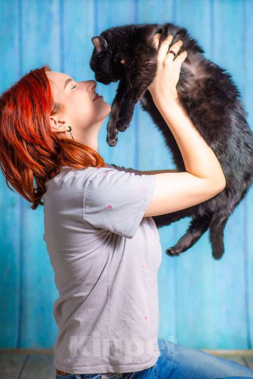 Кошки в Москве: Ласковая, воспитанная красотка в добрые руки! Девочка, Бесплатно - фото 7