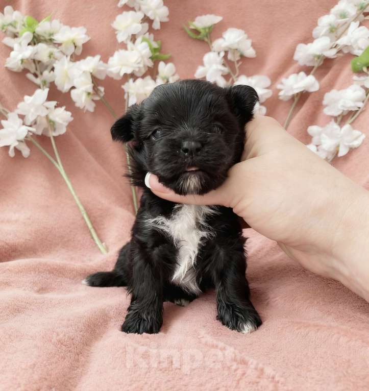 Собаки в Москве: Чёрный йорк девочка Девочка, 100 000 руб. - фото 9