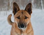 Собаки в Москве: Ищет дом маленький и заводной пёсик по кличке Бантик! Мальчик, Бесплатно - фото 1