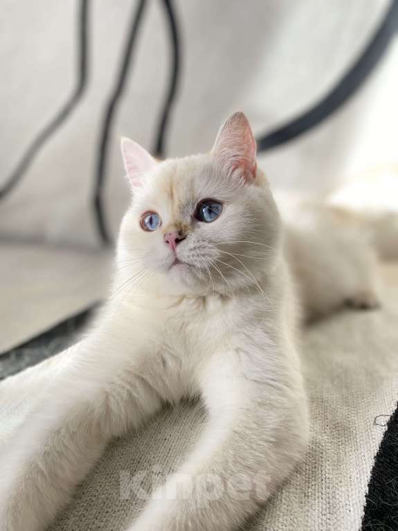 Кошки в Москве: Шотландский котенок  Девочка, 25 000 руб. - фото 4