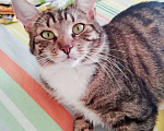Кошки в Щербинке: Кошечка Тася скромняжка домоседка ищет дом. Девочка, Бесплатно - фото 1