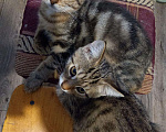 Кошки в Колпашево: Котята, 150 руб. - фото 2