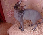 Кошки в Армавире: Канадский Сфинкс котенок, 10 000 руб. - фото 6