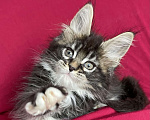 Кошки в Калаче-На-Доне: Котята мейн кун, 40 000 руб. - фото 4