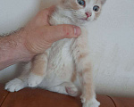 Кошки в Москве: котята Мальчик, Бесплатно - фото 2
