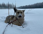 Собаки в Клине: Спрайт Мальчик, Бесплатно - фото 3