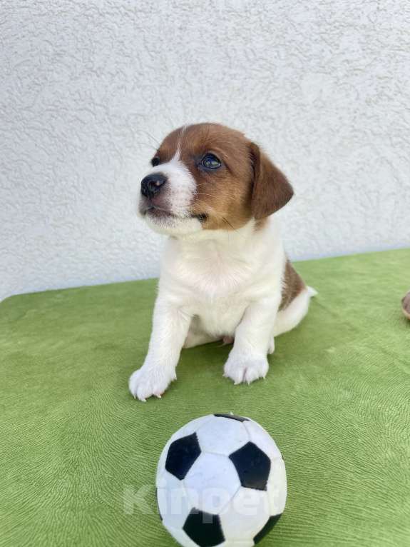 Собаки в Севастополе: Щенки Джек Рассел терьера Мальчик, 35 000 руб. - фото 2