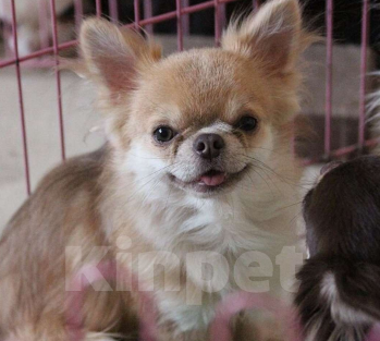 Собаки в Москве: Продам мальчика чихуахуа Мальчик, 20 000 руб. - фото 2