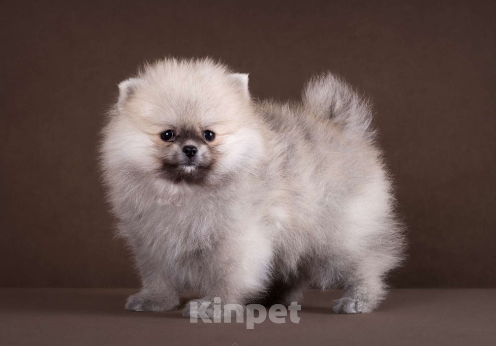 Собаки в Москве: Немецкий шпиц, померанский шпиц, щенок Мальчик, 70 000 руб. - фото 6