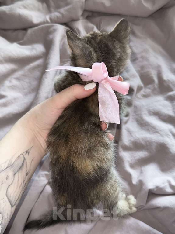 Кошки в Москве: Девочка «Рыжее пятнышко» Девочка, 1 000 руб. - фото 2