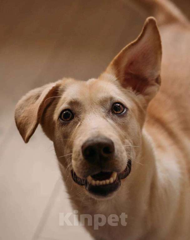 Собаки в Москве: Щенок Мартин в добрые руки. Мальчик, Бесплатно - фото 5