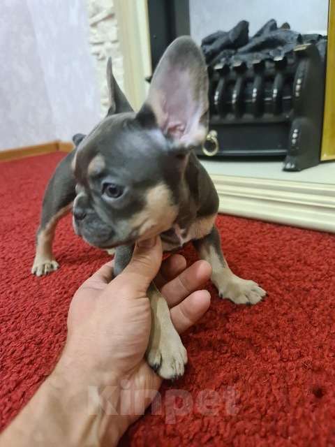 Собаки в других городах Ямало-Ненецкого автономного округа: Мальчики французского бульдога Мальчик, 50 000 руб. - фото 2