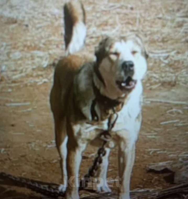 Собаки в Казани: Алабай  Девочка, 10 000 руб. - фото 5