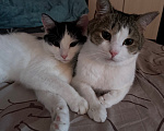 Кошки в Казани: Отдам котиков в добрые руки 🐈🐈‍⬛ Мальчик, Бесплатно - фото 1